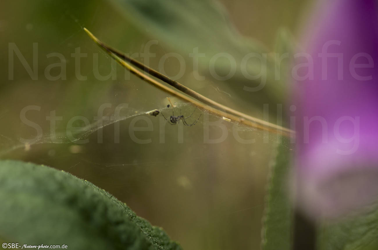 _IGP6913
